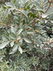 Pistacia lentiscus