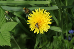 Brachyta interrogationis