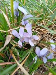 Viola reichenbachiana