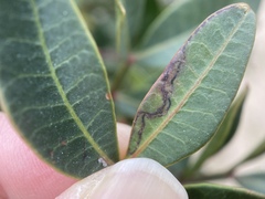 Insecta