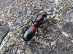 Camponotus obscuripes