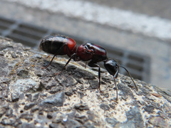 Camponotus obscuripes