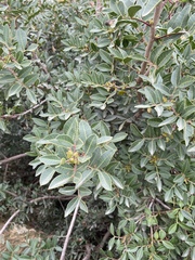 Pistacia lentiscus