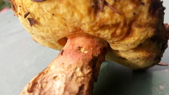 Butyriboletus subappendiculatus