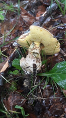 Butyriboletus subappendiculatus