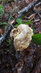 Butyriboletus subappendiculatus