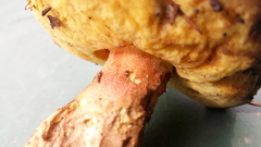 Butyriboletus subappendiculatus