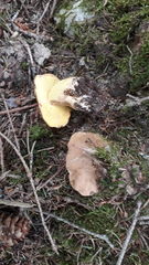 Butyriboletus subappendiculatus