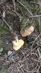 Butyriboletus subappendiculatus