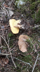Butyriboletus subappendiculatus