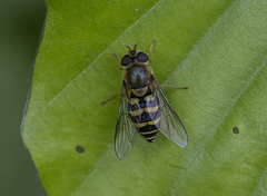 Syrphus ribesii