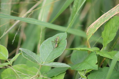 Conocephalus saltator