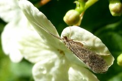 Annulipalpia