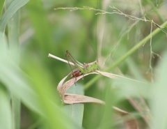 Conocephalus saltator