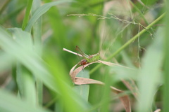 Conocephalus saltator