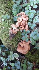 Lentinellus cochleatus