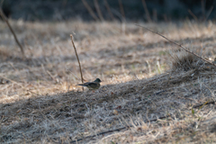 Emberiza personata