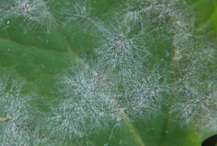 Erysiphe macleayae