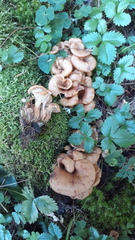 Lentinellus cochleatus