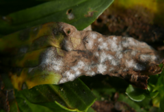 Golovinomyces sordidus