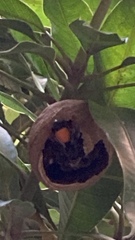 Vespa affinis