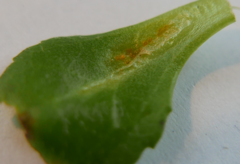 Puccinia lagenophorae