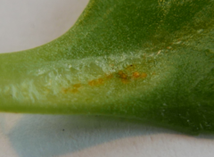 Puccinia lagenophorae
