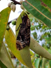 Acherontia