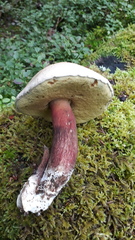 Caloboletus calopus