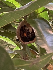Vespa affinis