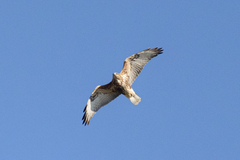 Buteo trizonatus