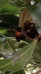 Vespa affinis