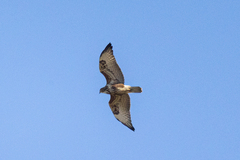 Buteo trizonatus