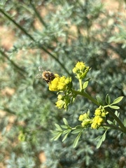 Apis mellifera