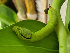 Eupanacra elegantulus