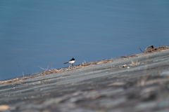 Motacilla grandis