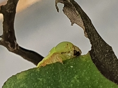 Eupanacra elegantulus