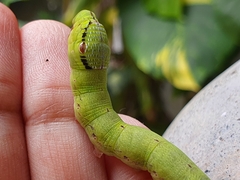 Eupanacra elegantulus