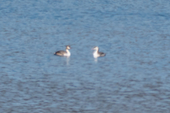 Podiceps cristatus