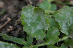 Erysiphe macleayae