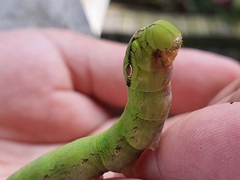 Eupanacra elegantulus