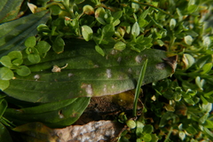 Golovinomyces sordidus