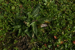 Golovinomyces sordidus