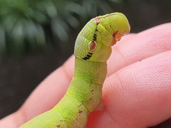 Eupanacra elegantulus