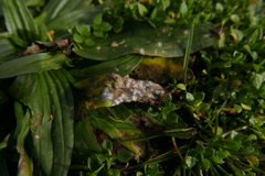 Golovinomyces sordidus