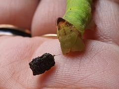 Eupanacra elegantulus