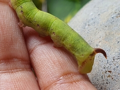 Eupanacra elegantulus