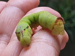 Eupanacra elegantulus