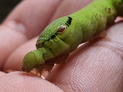 Eupanacra elegantulus