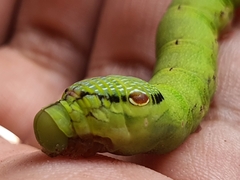 Eupanacra elegantulus